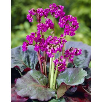 Bergenia 'Eroica' - Elephant Ears