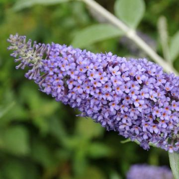 Buddleja Nanho Blue - Buddleia Butterfly Bush