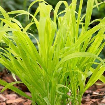 Milium effusum aureum