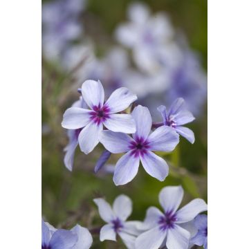 Phlox divaricata 'Chattahoochee'