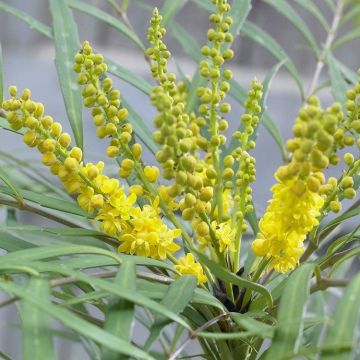 Mahonia Soft Caress - Spine Free Mahonia