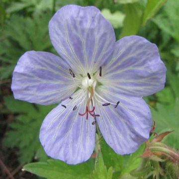 Geranium pratense Mrs Kendal Clark - Meadow Cranesbill