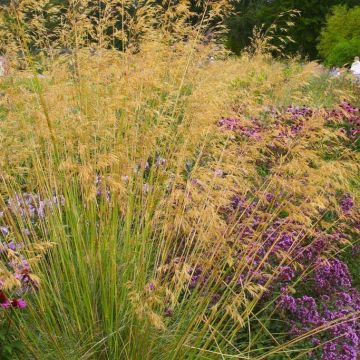 Stipa Gigantea - Golden Oats Grass
