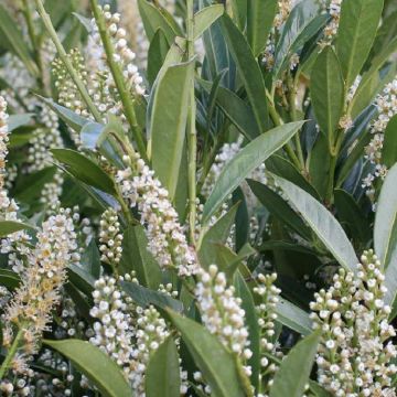 Prunus laurocerasus Otto Luyken