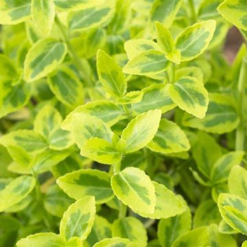 Euonymus fortunei Emerald 'n' Gold - Young Plant