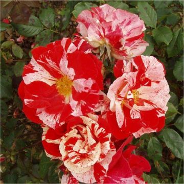 Rose Hanky Panky - Floribunda Rose