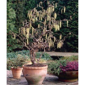 Corylus avellana Contorta - Large Corkscrew Hazel circa 100-120cm