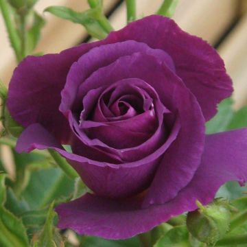 Rose Rhapsody in Blue - Floribunda Rose