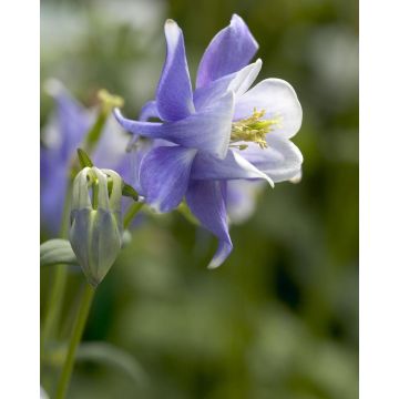 Aquilegia Blue & White - Granny's Bonnet, Columbine