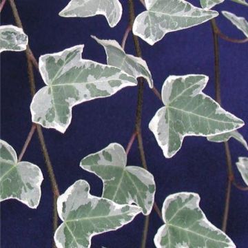 Hedera helix Glacier - Variegated Common Ivy