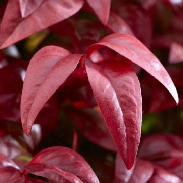 Nandina Blush Pink - Sacred Bamboo