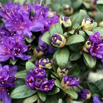 Rhododendron impeditum Dwarf Blue Silver