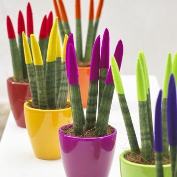Sansevieria Velvet Touch Plants - Pack of THREE assorted colours approx 30cms tall