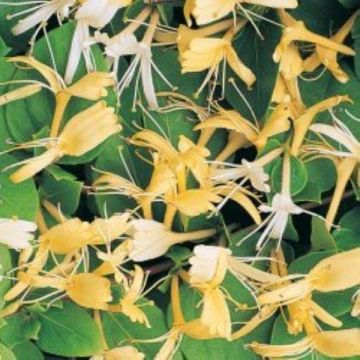 Large 6-7ft Specimen Climber - Lonicera Halls Prolific - Honeysuckle