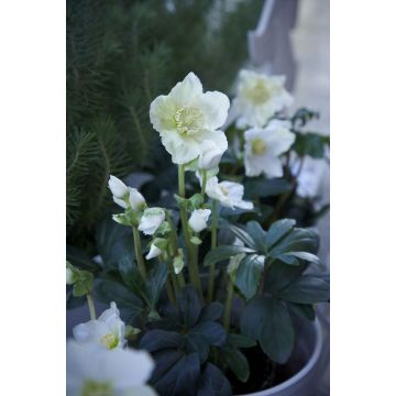 Helleborus niger - White Christmas Rose - Hellebore