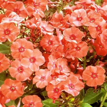 Phlox paniculata Orange Perfection