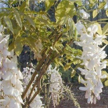 Wisteria sinensis Alba - White - Large Specimen Plant 6ft+