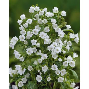 Pulmonaria Sissinghurst White - Lungwort