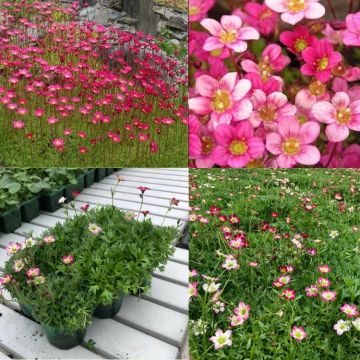 Saxifraga Mossy PINK - Cushion Saxifrage Plants - Pack of SIX