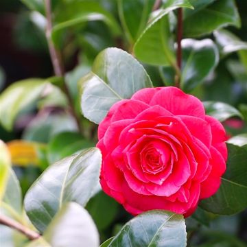 Camellia Oscar Borini