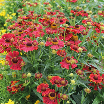 Helenium 'Helena Red'