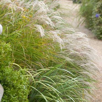 Miscanthus sinensis Kleine Fontaine