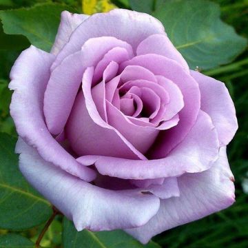 Rose Blue Moon - Hybrid Tea Rose