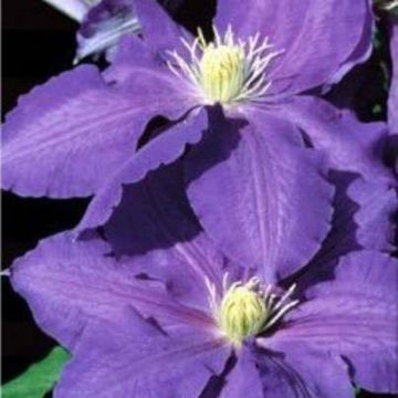 Clematis Lasurstern - Summer Flowering Clematis