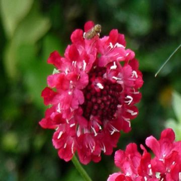 Scabious atropurpurea 'Beaujolais Bonnets' - Scabiosa - Pincushion Flower