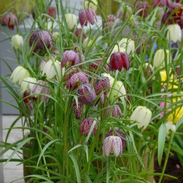 Fritillaria meleagris - Snakes Head Fritillary - Pack of 15