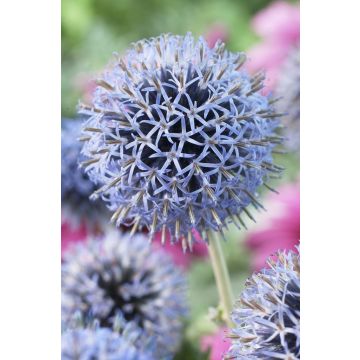 Echinops bannaticus 'Taplow Blue' - Globe Thistle