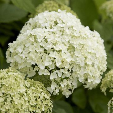 Hydrangea Annabelle - Pack of THREE Large Flowered Hydrangea Plants