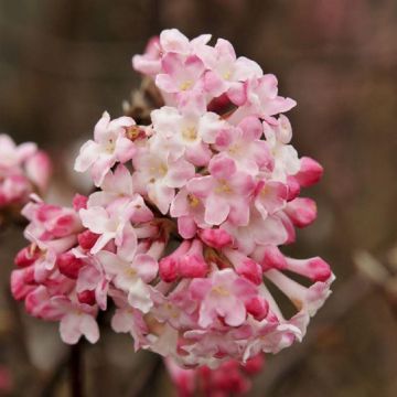 Viburnum bodnantense Charles Lamont