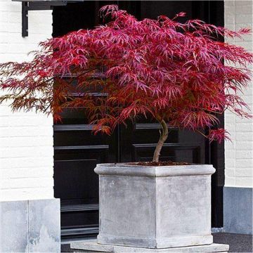 Large Specimen Acer palmatum dissectum Firecracker - Japanese Maple - circa 100-140cms