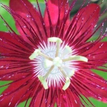 Passion Flower Lady Margaret - Passiflora