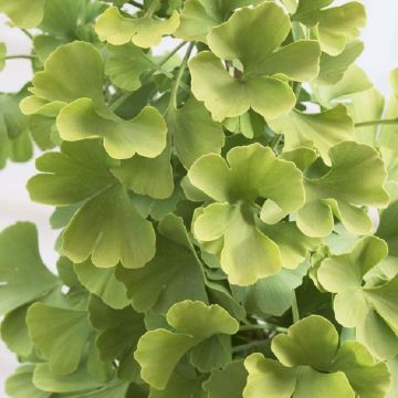 Ginkgo biloba - Maiden Hair Tree - Large 120-160cm tall