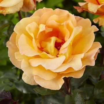 Rose Whisky Mac - Hybrid Tea Rose