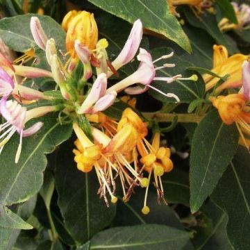 Large 6-7ft Specimen Climber - Lonicera Caprilia Ever - Honeysuckle