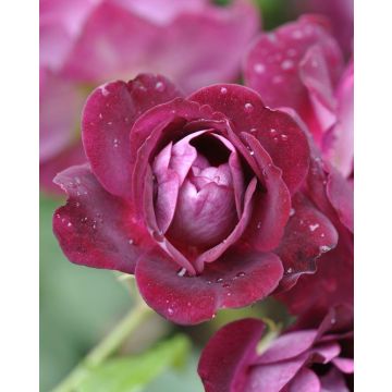 Rose 'Burgundy Ice' - Floribunda Rose