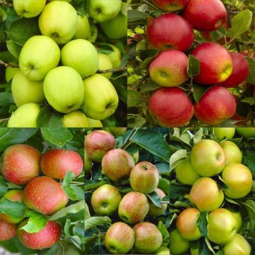 APPLE TREE - Multi-Variety Fruit Tree - APPLE - 5 varieties on one Tree!