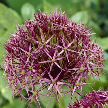 Allium christophii