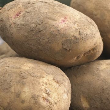 Cara - Main Crop Seed Potatoes - Pack of 10