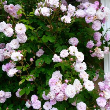 Rose Blush Noisettes - Climbing Rose