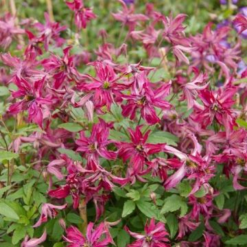 Clematis Rosalyn - Summer Flowering Clematis