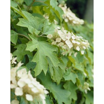 Hydrangea quercifolia Snow Queen - Oak-Leaved Hydrangea