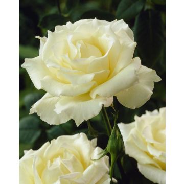 Rose Pascali - Hybrid Tea Rose