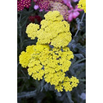 Achillea Moonshine - Yarrow