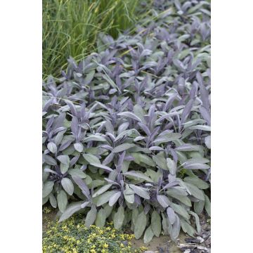 Herb - Salvia officinalis ''Purpurascens'' - Purple Sage