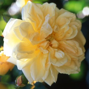 Rose Gardenia - Climbing Rambling Rose