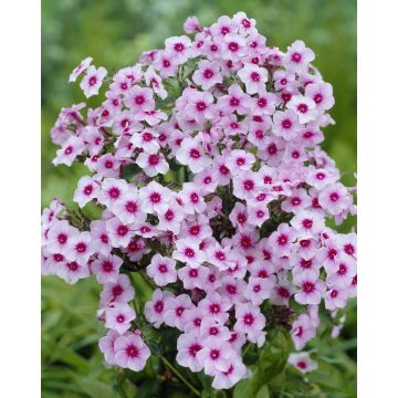 Phlox paniculata 'Bright Eyes'